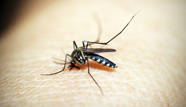 मच्छरों से हैं परेशान, तो अपनाएं बचने के ये तमाम उपाय