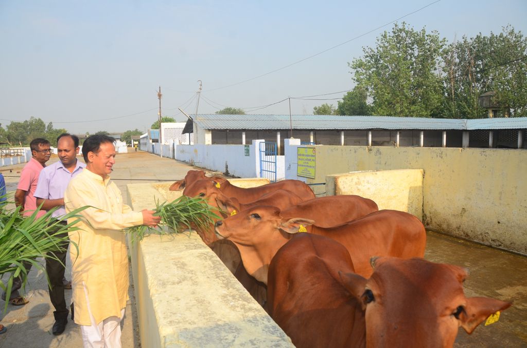 (विश्व दुग्ध दिवस 2024) पंत विश्वविद्यालय में कुलपति ने बताया दूध का महत्त्व, गायों को खिलाया हरा चारा