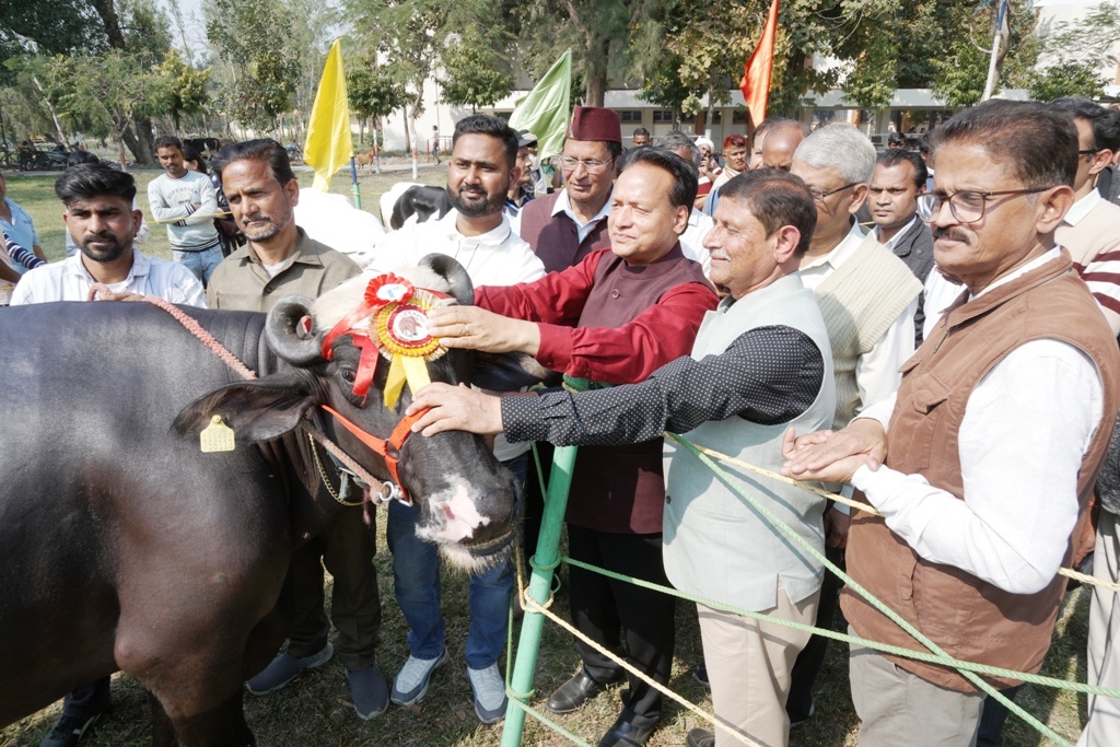 (पंतनगर किसान मेला ) जैनुल की दुधारू भैस रहीं सर्वोत्तम पशु